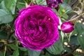 Ã¢â¬ËPlum-PurpleÃ¢â¬â¢ Floribunda Rose Royalty Free Stock Photo